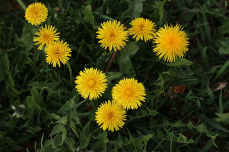 Yellow dandelions bloom on a green field in springの写真素材