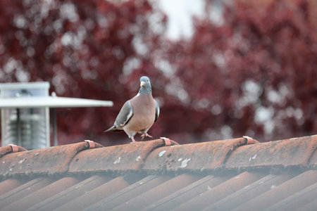 Wild pigeon sitting on a tiled roofの写真素材