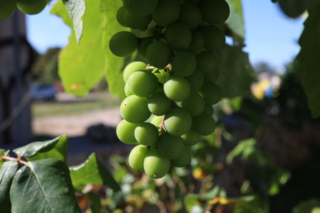 Growing grapes in the vineyard.