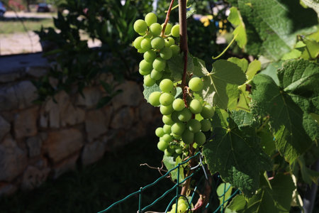 Growing grapes in the vineyard.の写真素材