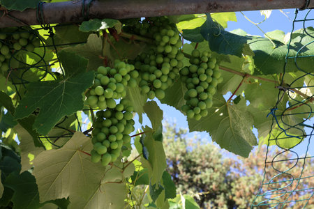 Growing grapes in the vineyard.の写真素材