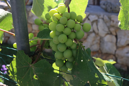 Growing grapes in the vineyard.の写真素材