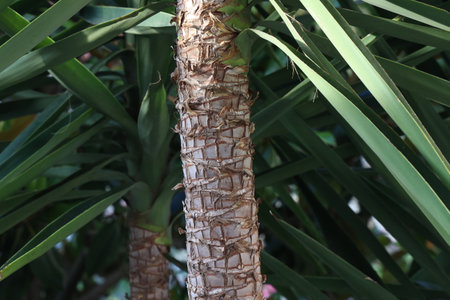 Palm tree trunk in a park in the southの写真素材