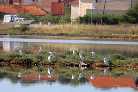 White herons on a salt lakeの写真素材