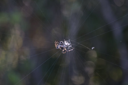 Spider weaves a web in the forestの写真素材