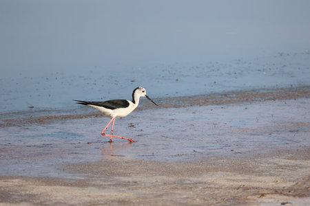 Black Necked Stilt at the Great Salt Lake.の写真素材
