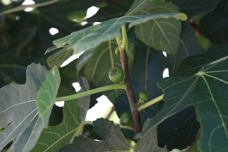 Figs fruits on the tree branch, closeup, raw sweet figs, organic food, selective focus, blurred. Front view of a fig tree with a green background. Dry fruit. Available for sale with health benefits.の写真素材