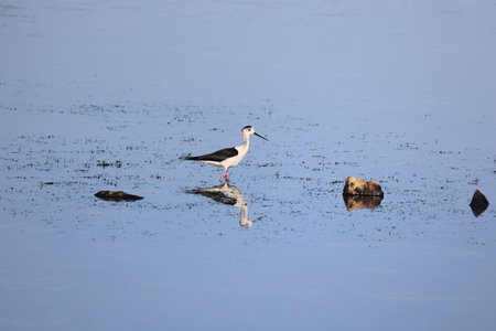 Black Necked Stilt at the Great Salt Lake.の写真素材