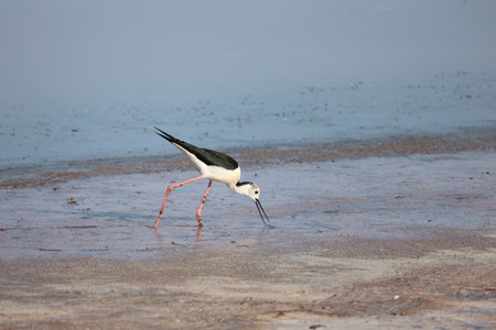Black Necked Stilt at the Great Salt Lake.の写真素材