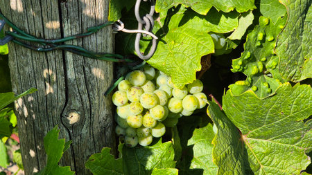Grapes are ripening in the vineyardの写真素材