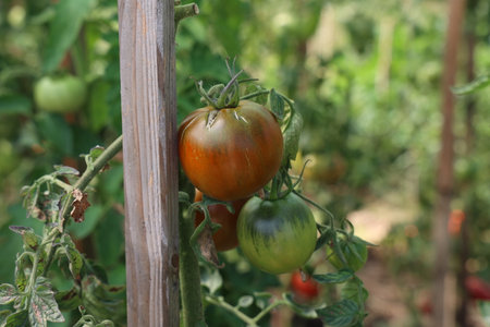 Green tomatoes ripen on bushesの写真素材