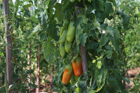 Green tomatoes ripen on bushesの写真素材