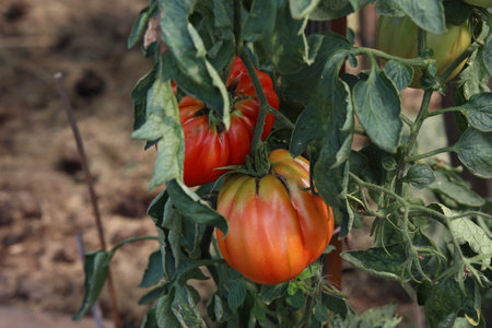 Green tomatoes ripen on bushesの写真素材