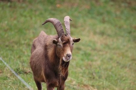 Lonely goat on a green meadowの写真素材