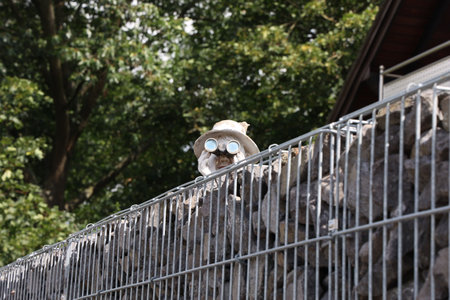 A figurine with binoculars looks out from behind a fenceの写真素材