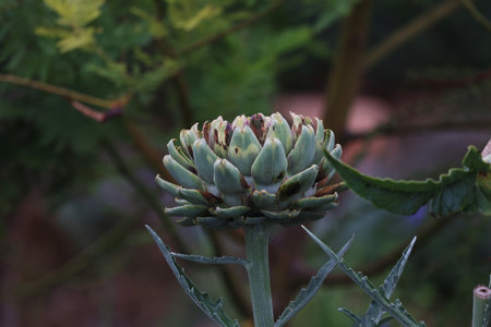 Organic Artichoke fields in picking seasonの写真素材