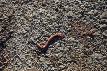 An earthworm crawled out of the ground into the cold and frozeの写真素材