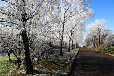 Frosty morning. Trees are covered with frostの写真素材