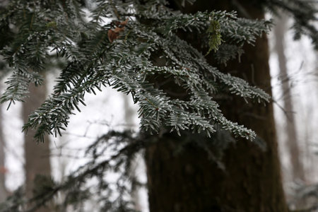 Frosty morning. Trees are covered with frostの写真素材