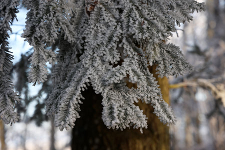 Frosty morning. Trees are covered with frostの写真素材