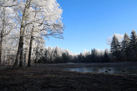 Frosty morning. Trees are covered with frostの写真素材