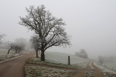 Foggy winter morning. Landscape with treesの写真素材