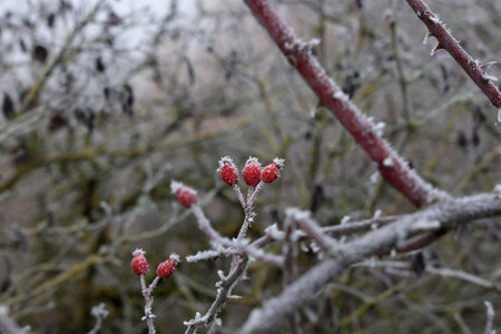 Rose hips in frost in the coldの写真素材