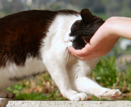 a cat is pampered