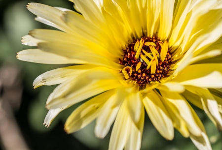 Topinamburの写真素材