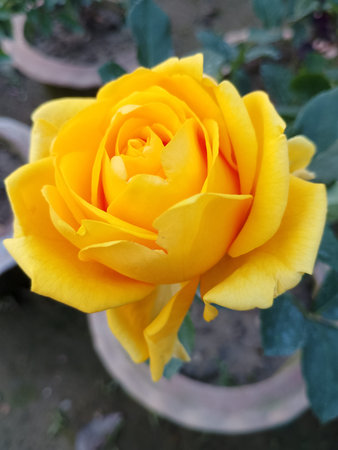 Red Rose Flower with Velvet Petalsの写真素材