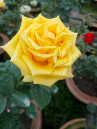 Romantic Yellow Rose Flowerの写真素材