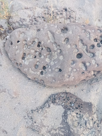 Vibrant Coral by the Shoreの写真素材