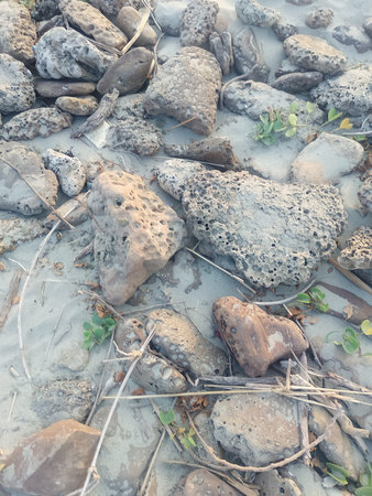 Exotic Coral on Tropical Beach