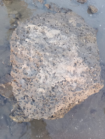 Coral Visible in Clear Sea Water, ocean