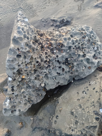 Coral on Tropical Beach