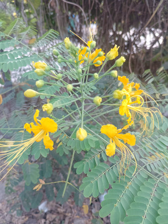 Bright Yellow Caesalpinia Pulcherrima Peacock Flower Closeupの写真素材