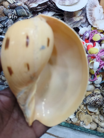 Closeup of Tropical Sea Conch Shell