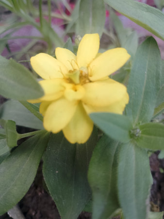 Cluster of Yellow Zinnia Flowers in Garden Landscape