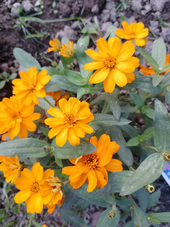 Bright Orange Zinnia Flower Blooming in Garden