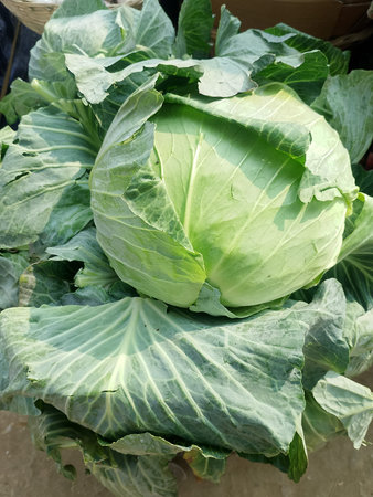 Close Up of Organic Green Cabbage Texture