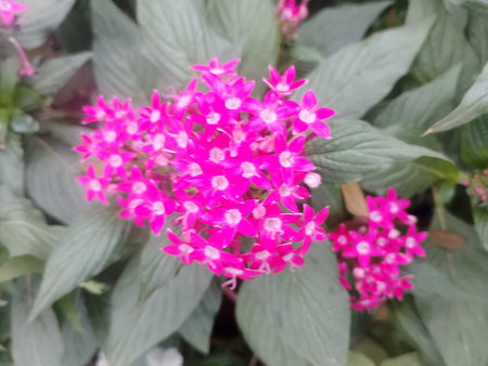 Close Up Macro View of Vibrant Pentas Flower Cluster