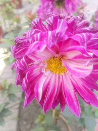 Vibrant Pink Dahlia Blooming in Sun
