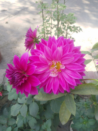 Close-Up of Soft Pink Dahlia