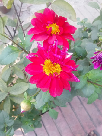 Vibrant Red Dahlia Flowers Blooming in Garden | Slow Motion Video