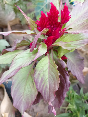 Stunning Red Cockscomb (Celosia) Flower Close Up View