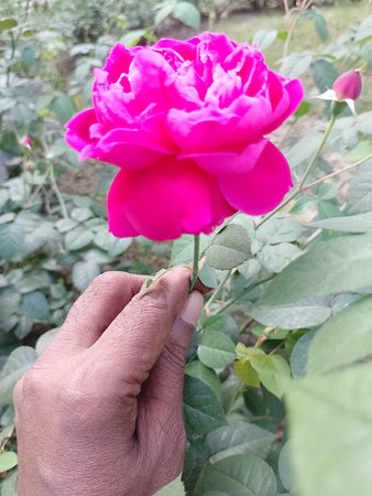 Artistic Close Up Of Dark Pink Rose Bloom