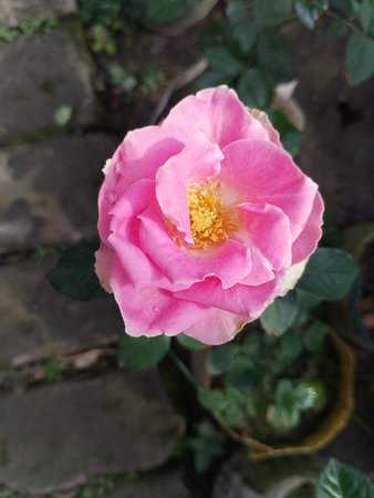Garden Soft Pink Rose Scenic View
