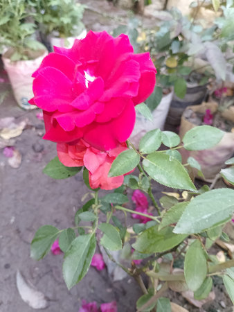 Blooming Red Rose With Green Leavesの写真素材