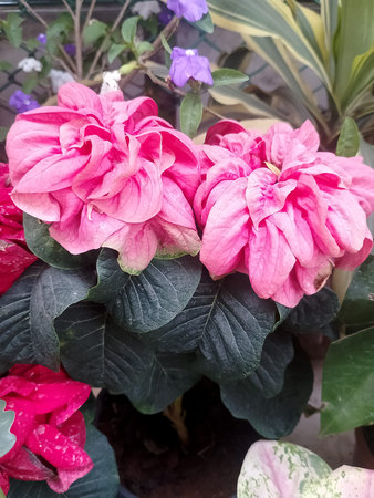 Fresh Red Multi Layer Hibiscus Flower Blooming Outdoorsの写真素材