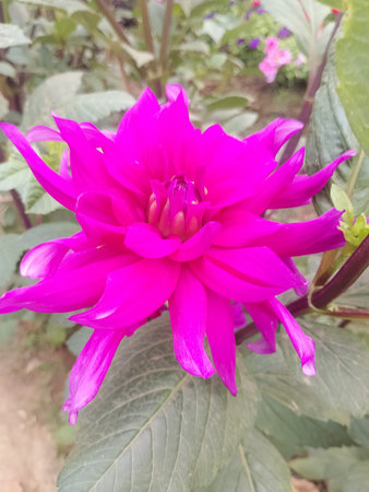 Close Up of Vibrant Pink Dahlia Blossom in Full Bloom